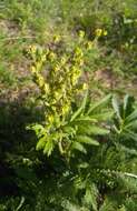 Image of Potentilla longifolia Willd.