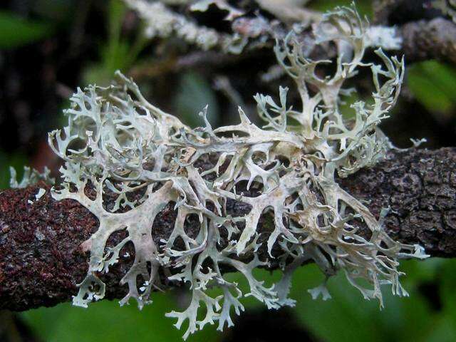 Image of ring lichen