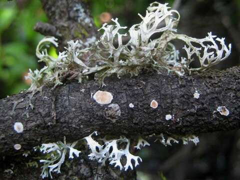 Image of ring lichen