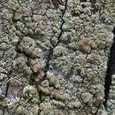 Image of rim lichen