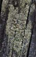 Image of rim lichen