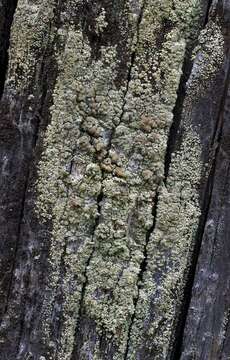 Image of rim lichen