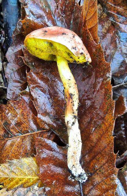 Image of Aureoboletus