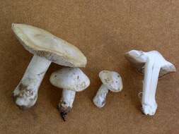 Слика од Inocybe sambucina (Fr.) Quél. 1872