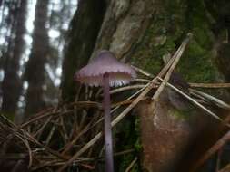 Image of Mycena purpureofusca (Peck) Sacc. 1887