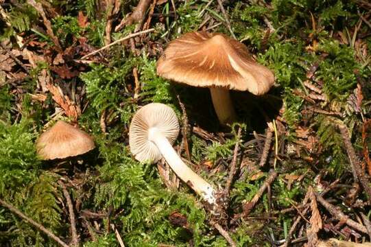 Inocybe nitidiuscula (Britzelm.) Lapl. 1894 resmi