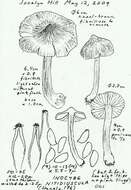 Imagem de Inocybe nitidiuscula (Britzelm.) Lapl. 1894