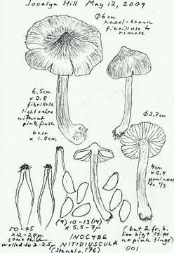 Image of Inocybe nitidiuscula (Britzelm.) Lapl. 1894