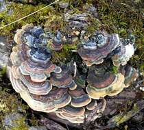 Image of Trametes