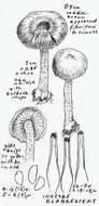 Image of Inocybe glabrescens Velen. 1920