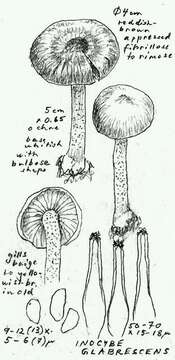 Image of Inocybe glabrescens Velen. 1920