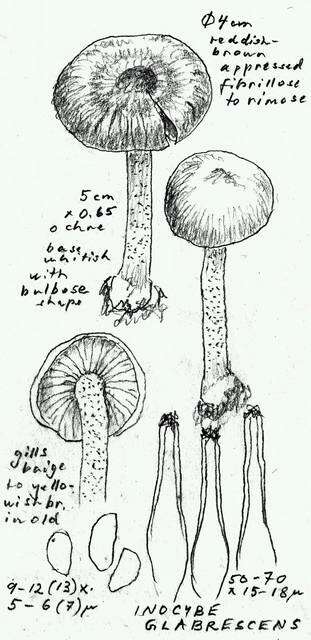 Imagem de Inocybe glabrescens Velen. 1920