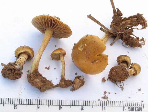 Agrocybe resmi