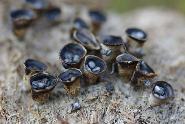 Imagem de Cyathus pygmaeus Lloyd 1906