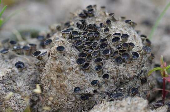 Imagem de Cyathus pygmaeus Lloyd 1906