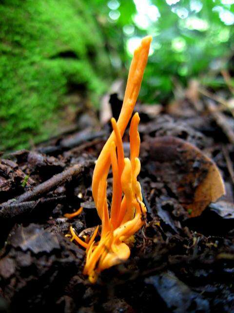 Image of Clavulinopsis aurantiocinnabarina (Schwein.) Corner 1950