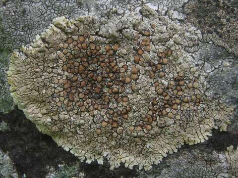 Image of <i>Lecanora muralis</i> (Schreber) Rabenh.