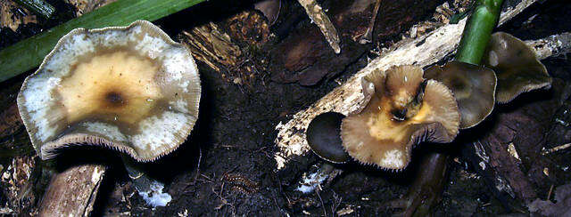 Image of Psilocybe ovoideocystidiata Guzmán & Gaines 2007