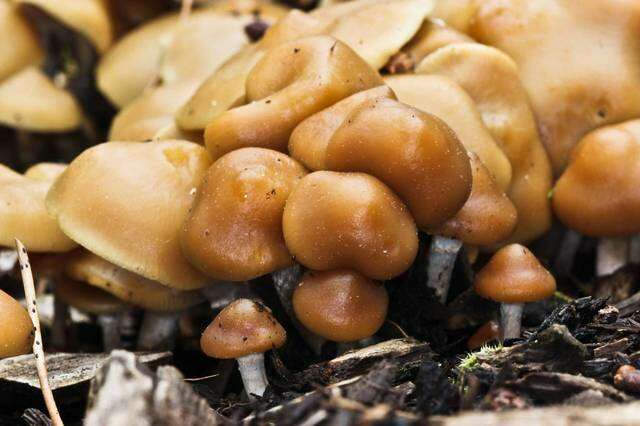 Image of Psilocybe ovoideocystidiata Guzmán & Gaines 2007