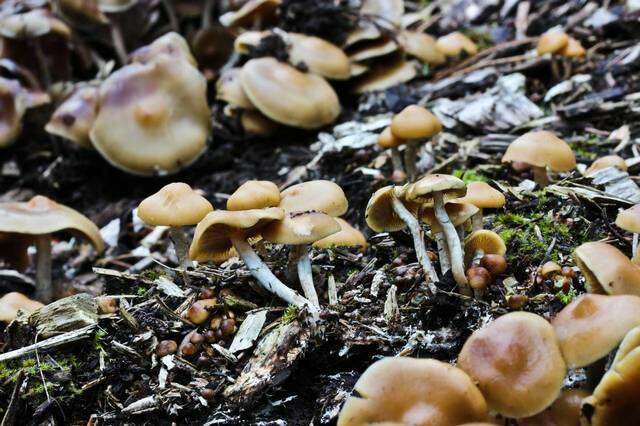 Image of Psilocybe ovoideocystidiata Guzmán & Gaines 2007