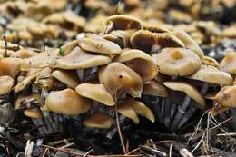 Image of Psilocybe ovoideocystidiata Guzmán & Gaines 2007