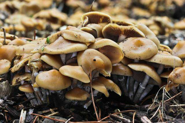 Image of Psilocybe ovoideocystidiata Guzmán & Gaines 2007