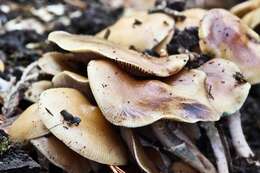 Image of Psilocybe ovoideocystidiata Guzmán & Gaines 2007