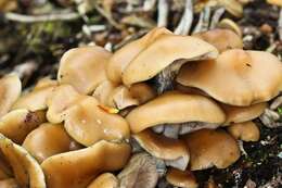 Image of Psilocybe ovoideocystidiata Guzmán & Gaines 2007