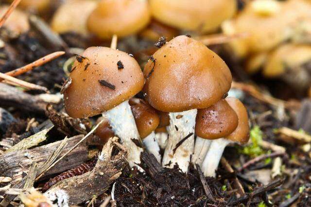 Image of Psilocybe ovoideocystidiata Guzmán & Gaines 2007