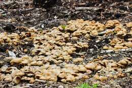 Image of Psilocybe ovoideocystidiata Guzmán & Gaines 2007