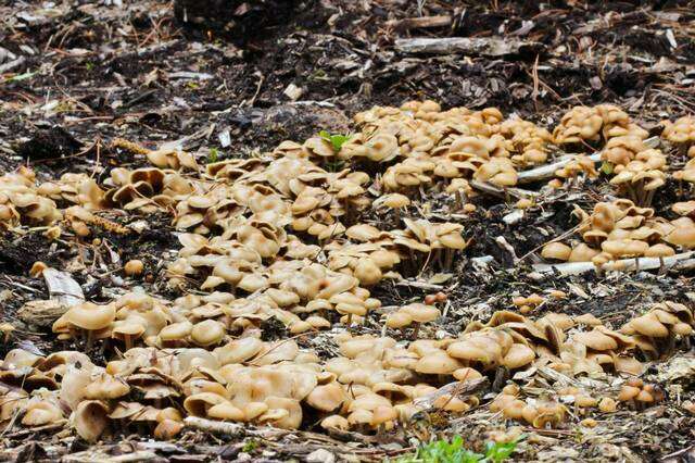 Image of Psilocybe ovoideocystidiata Guzmán & Gaines 2007