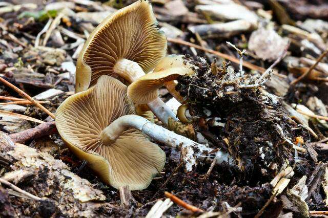 Image of Psilocybe ovoideocystidiata Guzmán & Gaines 2007