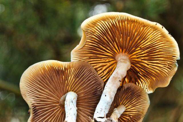 Image of Psilocybe ovoideocystidiata Guzmán & Gaines 2007