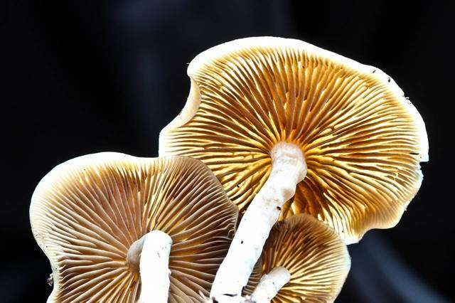 Image of Psilocybe ovoideocystidiata Guzmán & Gaines 2007