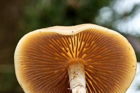 Image of Psilocybe ovoideocystidiata Guzmán & Gaines 2007