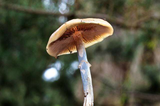 Image of Psilocybe ovoideocystidiata Guzmán & Gaines 2007