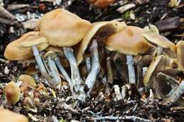 Image of Psilocybe ovoideocystidiata Guzmán & Gaines 2007