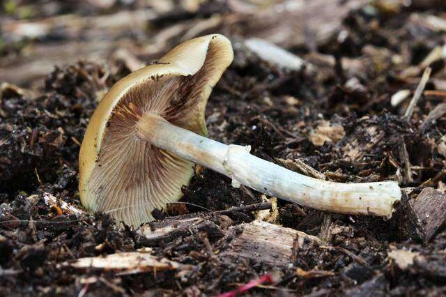 Image of Psilocybe ovoideocystidiata Guzmán & Gaines 2007