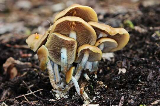 Image of Psilocybe ovoideocystidiata Guzmán & Gaines 2007