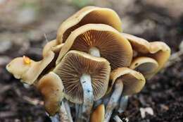 Image of Psilocybe ovoideocystidiata Guzmán & Gaines 2007