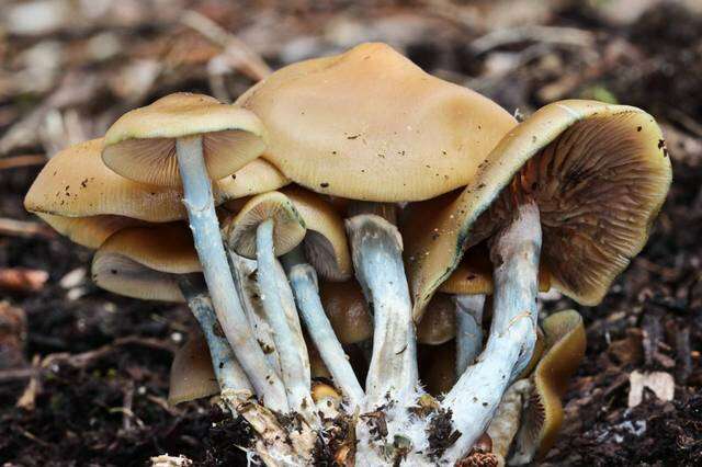 Image of Psilocybe ovoideocystidiata Guzmán & Gaines 2007