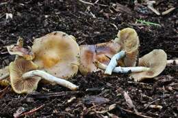 Image of Psilocybe ovoideocystidiata Guzmán & Gaines 2007