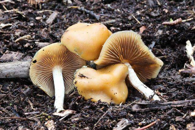 Image of Psilocybe ovoideocystidiata Guzmán & Gaines 2007