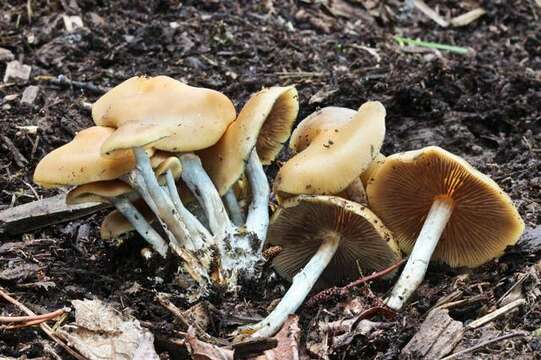 Image of Psilocybe ovoideocystidiata Guzmán & Gaines 2007