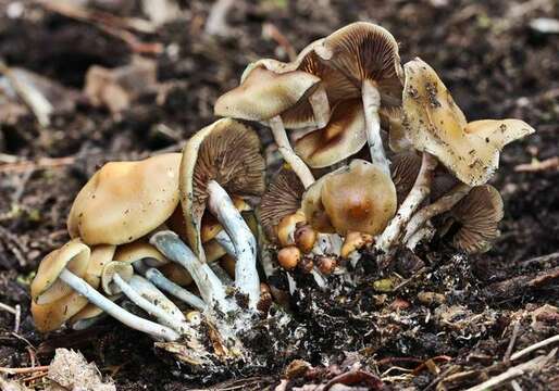 Image of Psilocybe ovoideocystidiata Guzmán & Gaines 2007