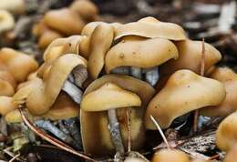 Image of Psilocybe ovoideocystidiata Guzmán & Gaines 2007