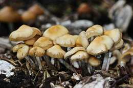 Image of Psilocybe ovoideocystidiata Guzmán & Gaines 2007