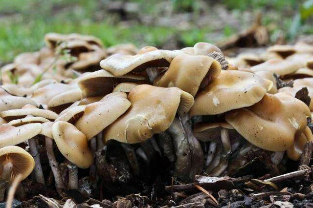 Image of Psilocybe ovoideocystidiata Guzmán & Gaines 2007