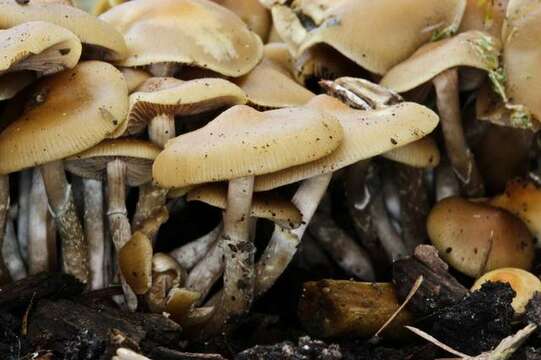 Image of Psilocybe ovoideocystidiata Guzmán & Gaines 2007