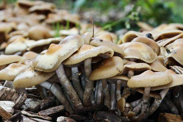 Image of Psilocybe ovoideocystidiata Guzmán & Gaines 2007